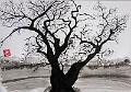 encre de chine_0012